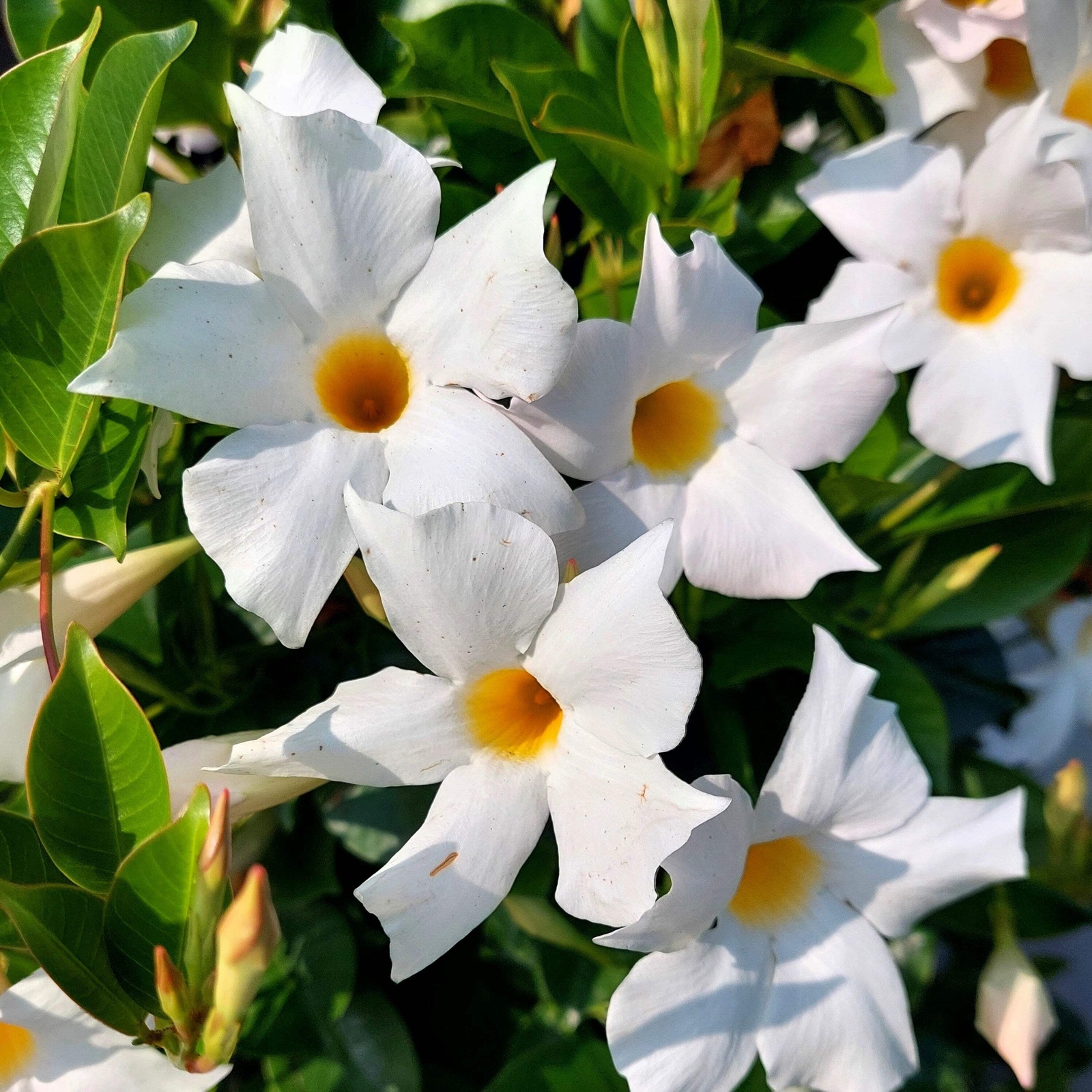5 CHILEAN JASMINE / MANDEVILLA Laxa White Fragrant Flower Vine Seeds