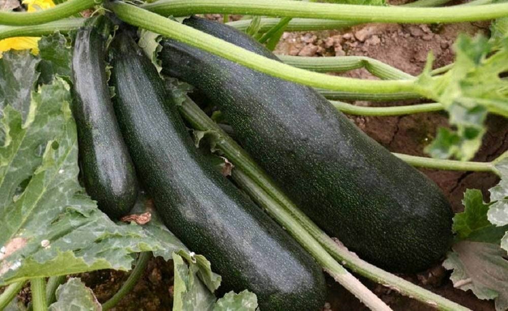 Zucchini Seeds Black Beauty Zucchini Seeds, “COOL BEANS N SPROUTS” Brand.