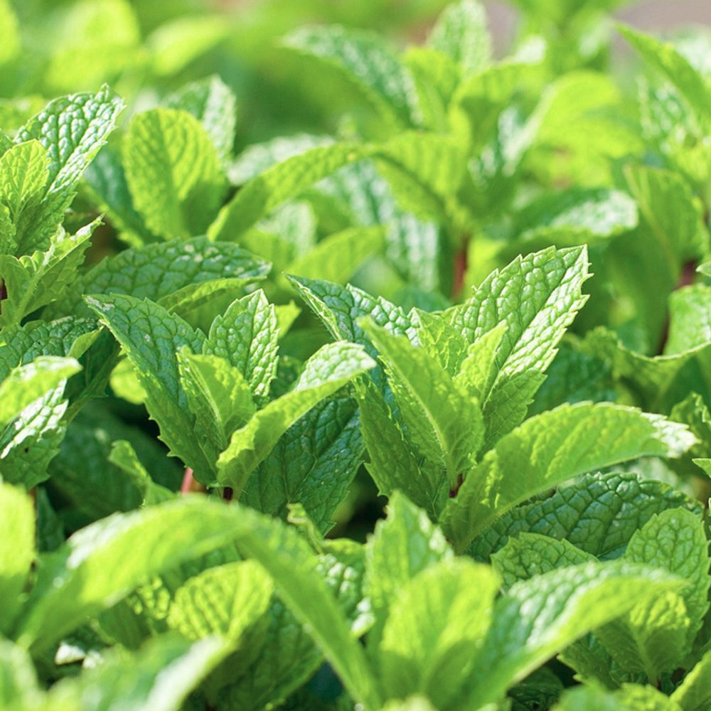 Peppermint Seeds, Herb-(Organic), FREE SHIPPING