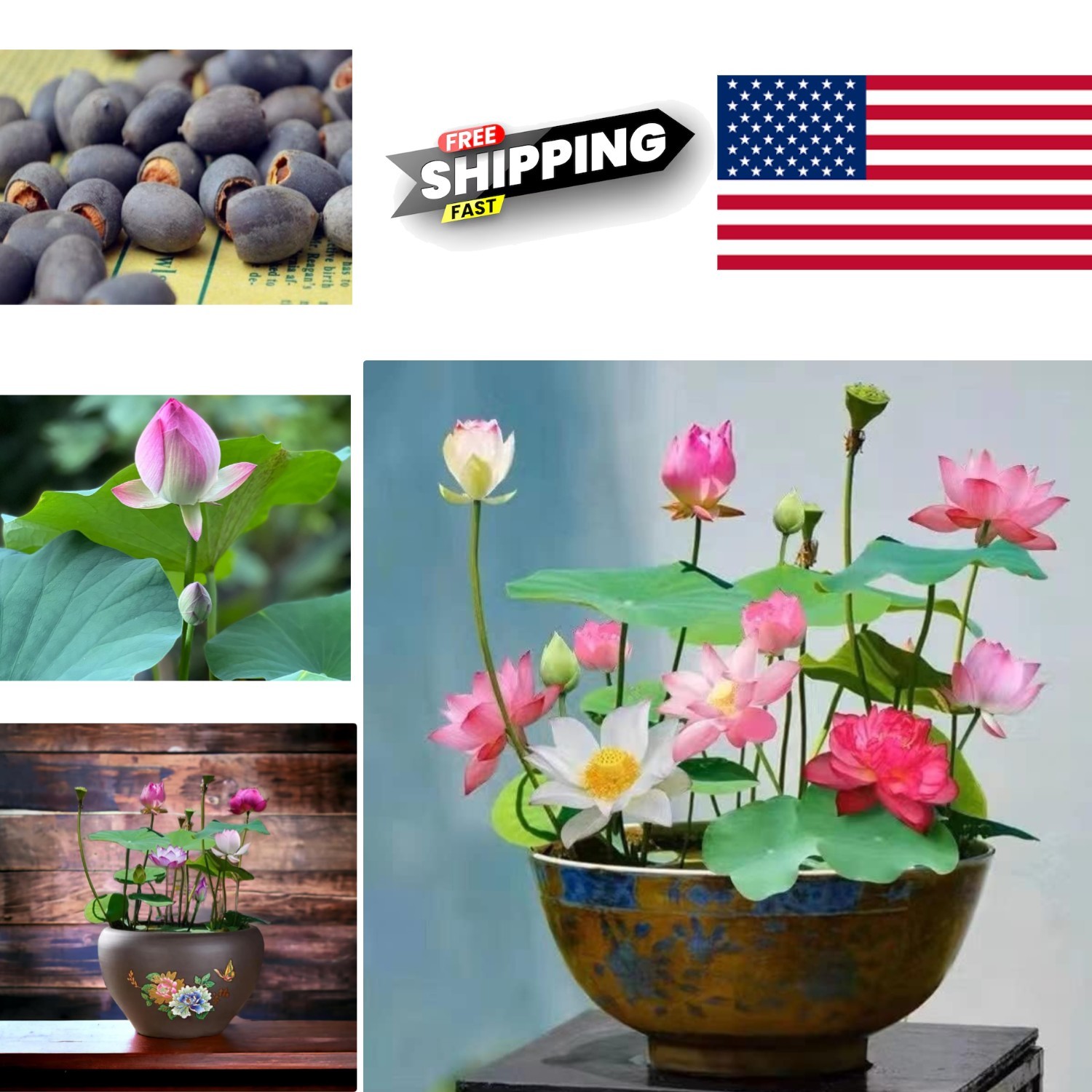 10pcs Mixed Color Lotus Seeds Pink Red Green for Indoor Outdoor Water Plants