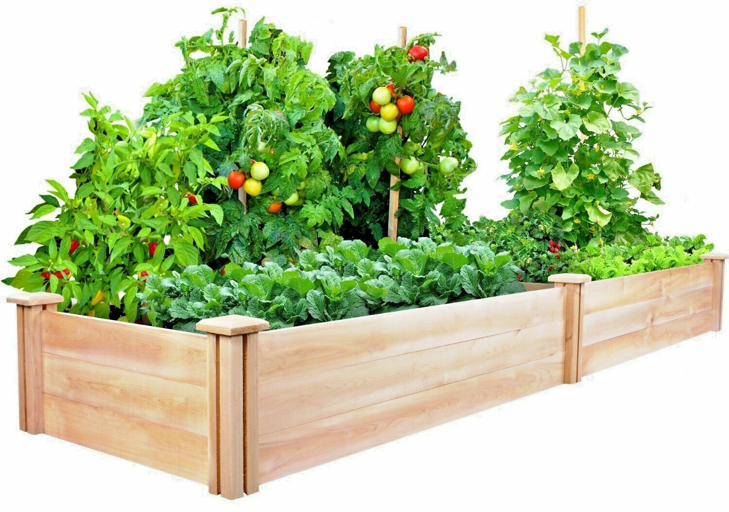 Essential Survival Kit Perfect Vegetable Garden Save Seeds 5 Varieties FREE SHIP