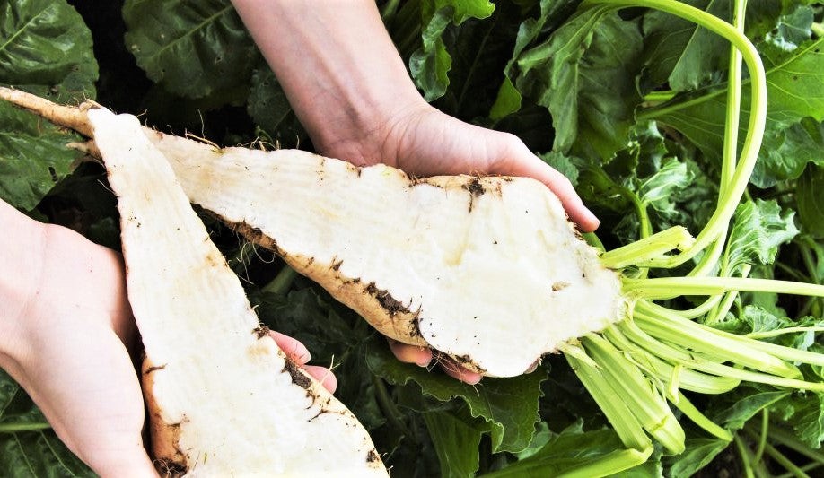 Sugar Beet Seeds | White Albino Sucrose Beets Cover Crop Vegetable Seed 2024