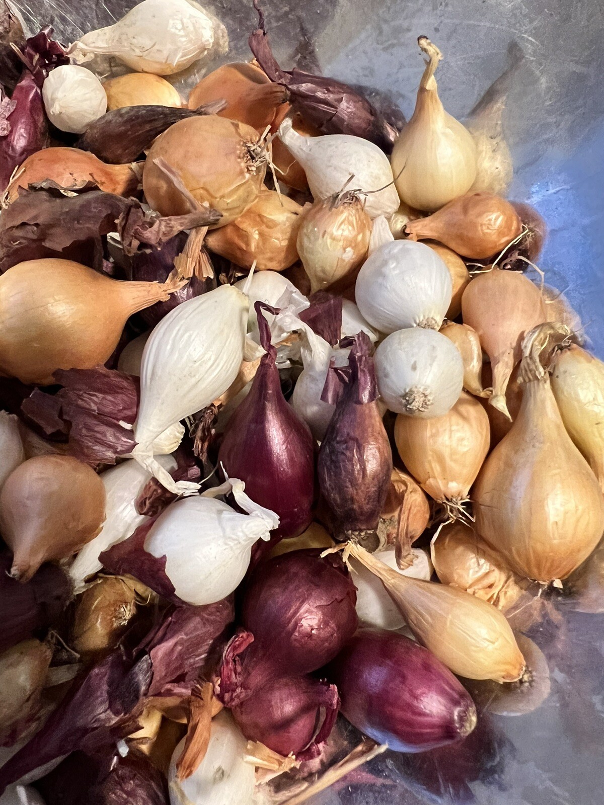 Colors Mixed Onion 35++Sets (Bulbs) | Yellow, Red, White Mix 2023 Free Shipping