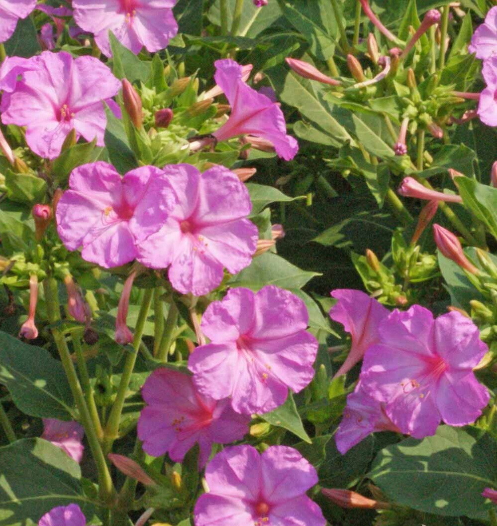 100 Pink Four O’Clock Flower Seeds Mirabilis jalapa