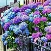 Blue Pink Purple Hydrangea Seeds Stunning Resilient Perennial Flowers