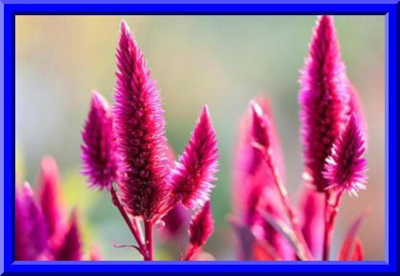 Hot Pink Candlestick Celosia 25+ Seeds – Comb S/H See our store!