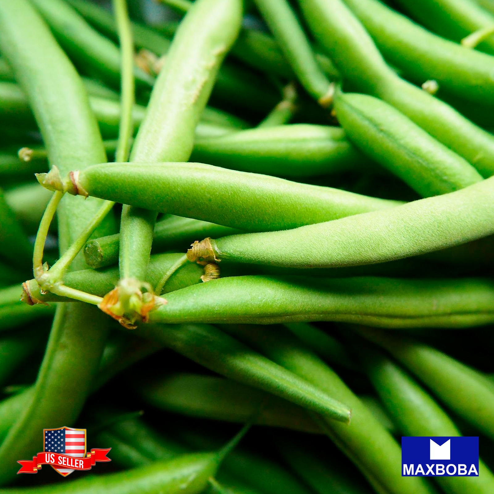 Bean Seeds – Bush – Blue Lake Bush 274 | Heirloom | Non-GMO Annual Vegetable