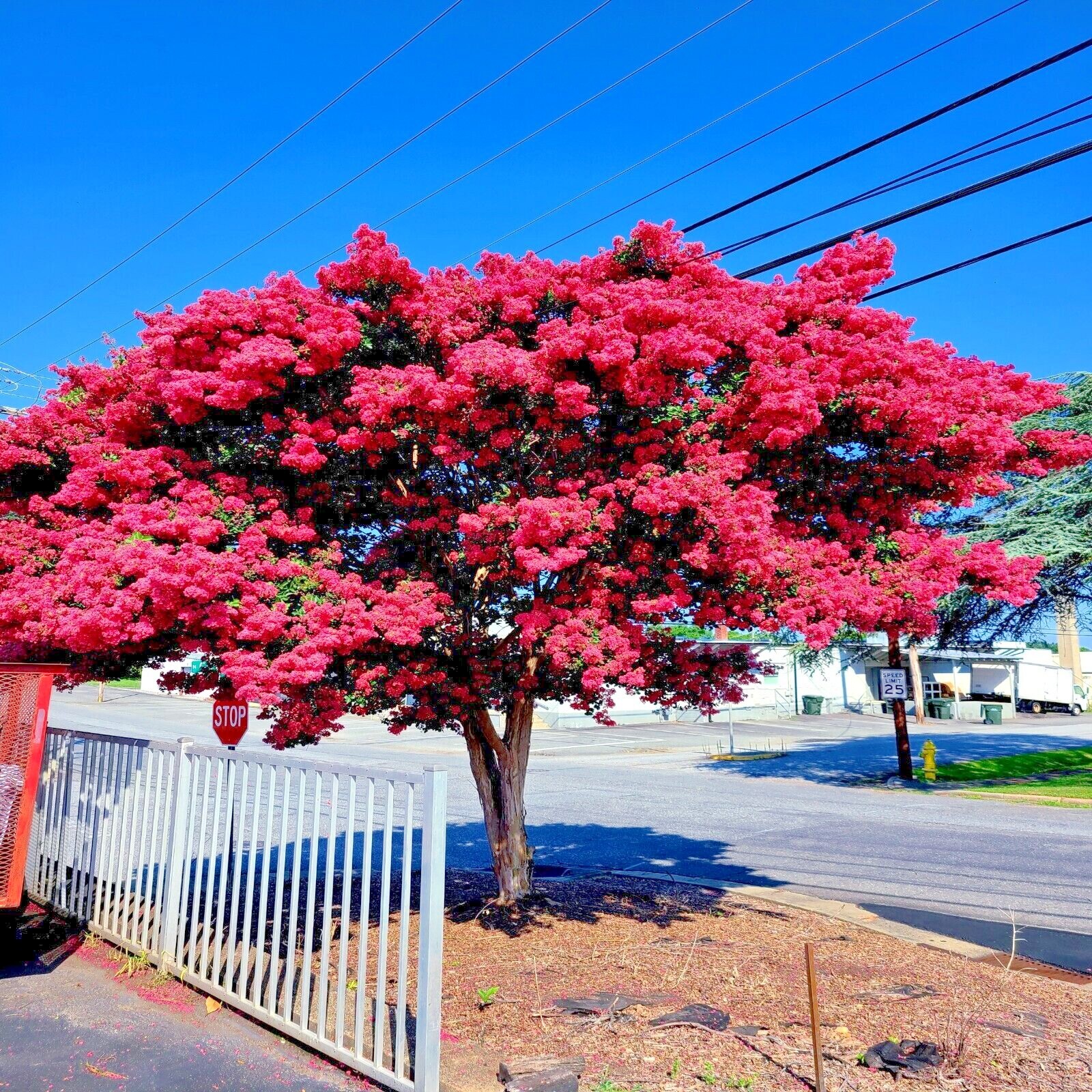 CRAPE MYRTLE TREE SEEDS Crepe (Lagerstroemia Indica) Fast Lilac Flower Plant