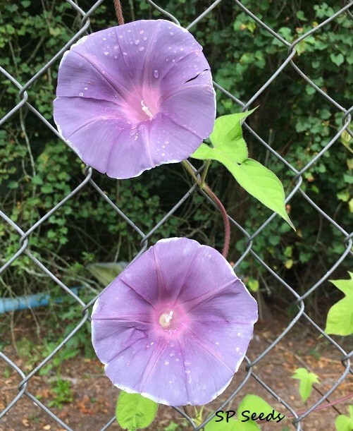 Gray Queen – Japanese Morning Glory – ipomoea NIL – 6 seeds – NEW