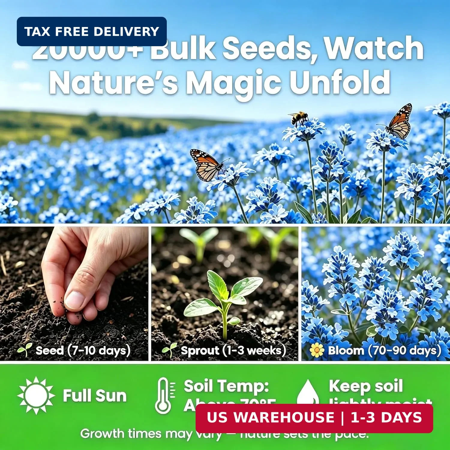 Blue Creeping Thyme Ground Cover Flower Seeds for Planting, 20000+pcs Perennial