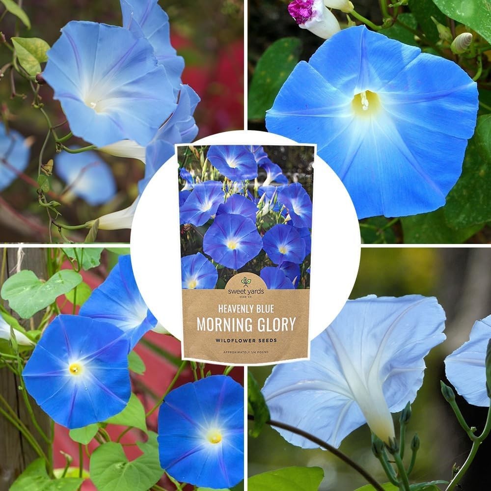Bulk 1/4 Pound Morning Glory Seeds – Heavenly Blue Flowers with 4000+ Seeds