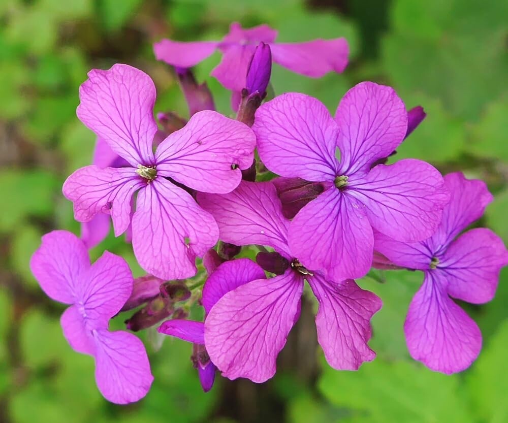 Dames Rocket Flower Seeds for Planting – Hesperis matronalis (500 Seeds)