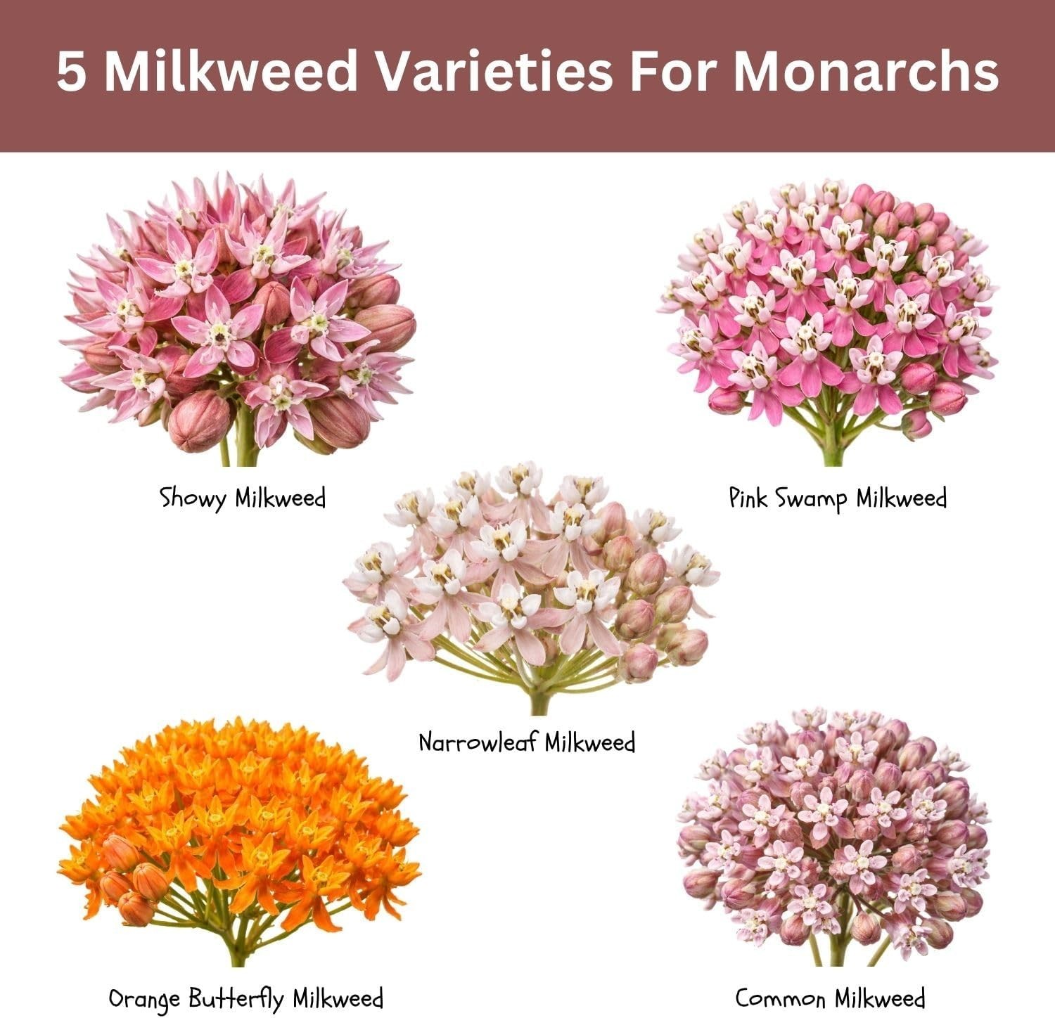 Native Milkweed Variety Pack – 5 Essential Species for Monarch Butterfly Gardens