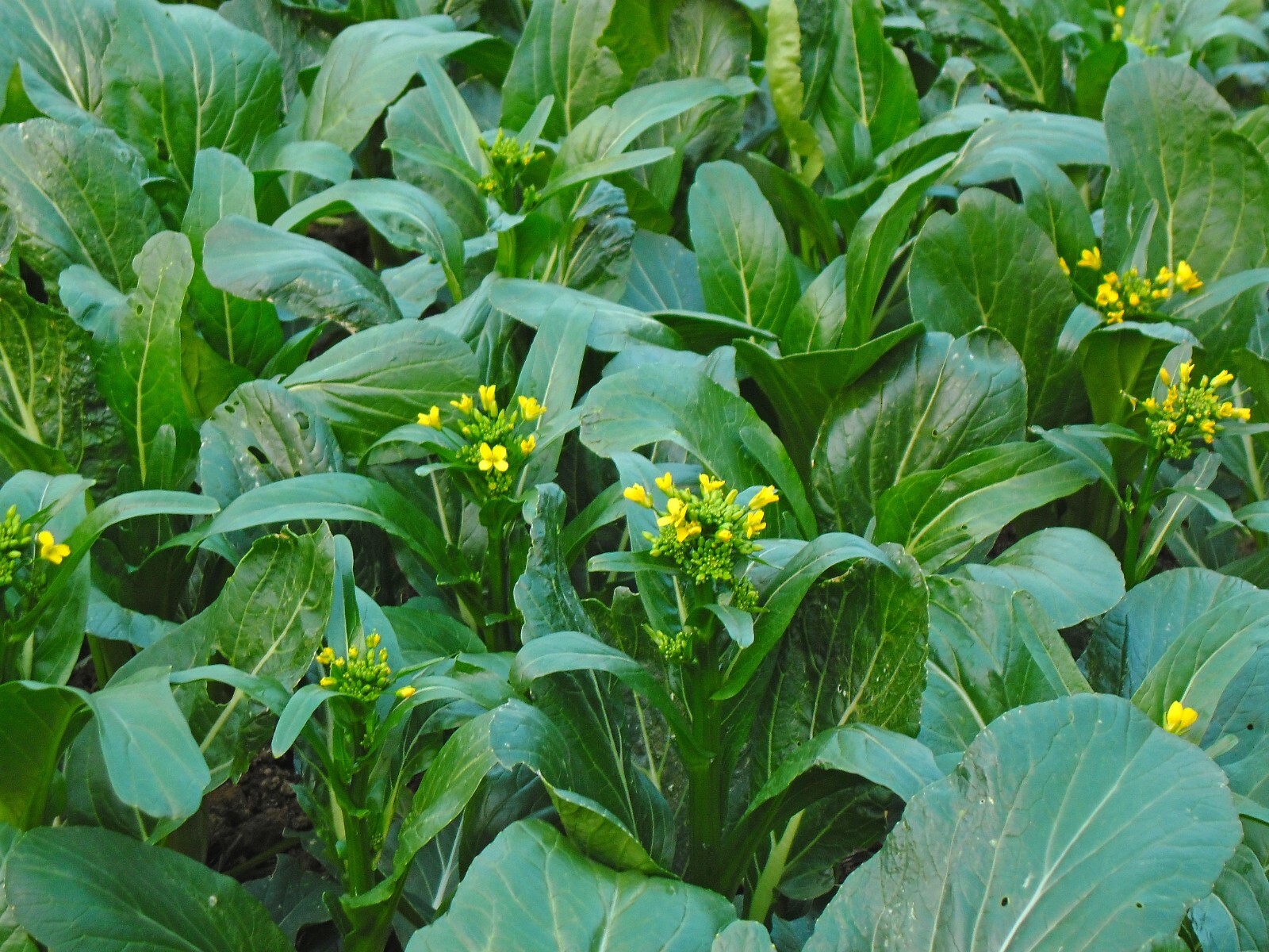 Yu Choy Sum Seeds, Early Flowering Brassica Greens, Heirloom, FREE SHIPPING