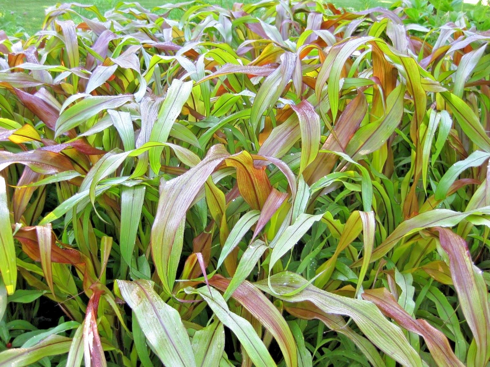 30 JESTER ORNAMENTAL MILLET SEEDS – Pennisetum glaucum ” jester “