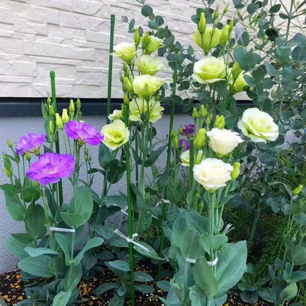 20 SEEDS mixed colors LISIANTHUS (Prairie Gentian) Eustoma flower bed USA Seller