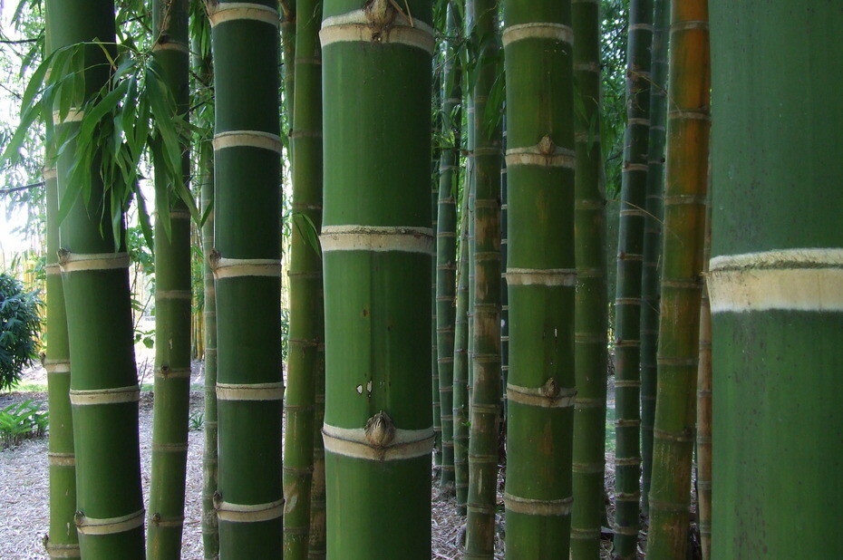 Guadua Bamboo – Guadua angustifolia **CLUMPING**