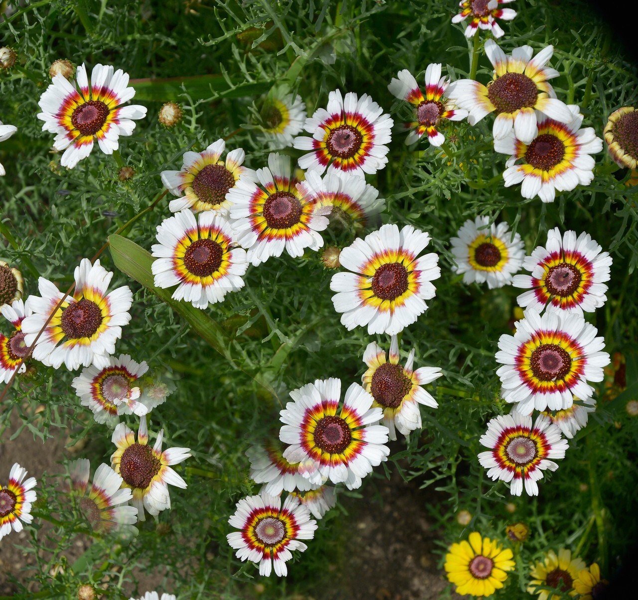 200+ Yellow Red White Painted Daisy Seeds for Garden – USA – FREE SHIPPING!