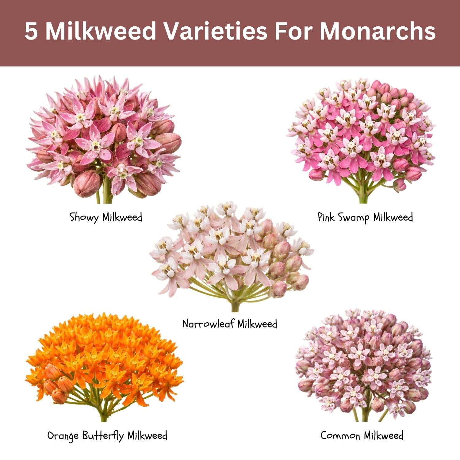 Native Milkweed Variety Pack – 5 Essential Species for Monarch Butterfly Gard…