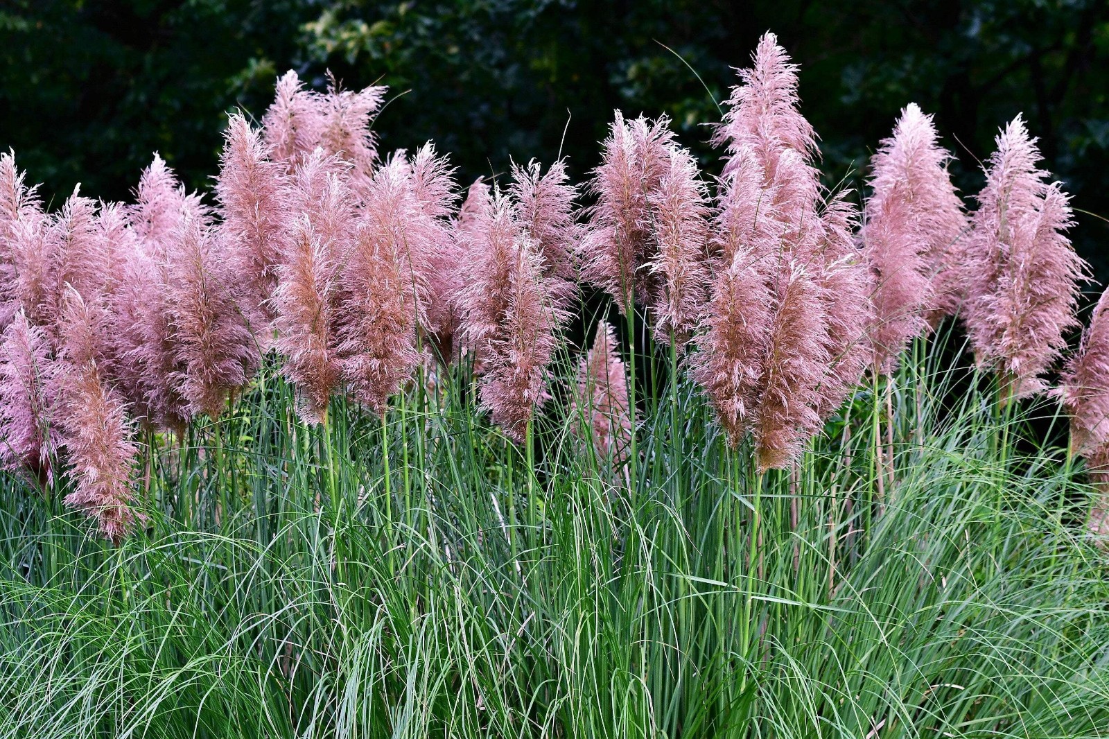 Pink Pampas Grass Seed Cortaderia Selloana Free Shipping!