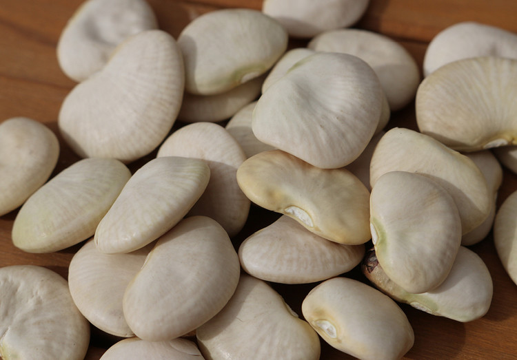 Lima Bean Seed: Burpee Improved Lima Bean Fresh Seed FREE Shipping