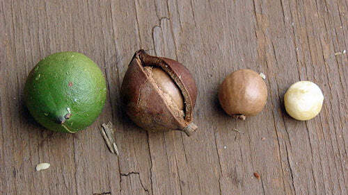 Macadamia integrifolia | Queensland Nut | 10 Seeds