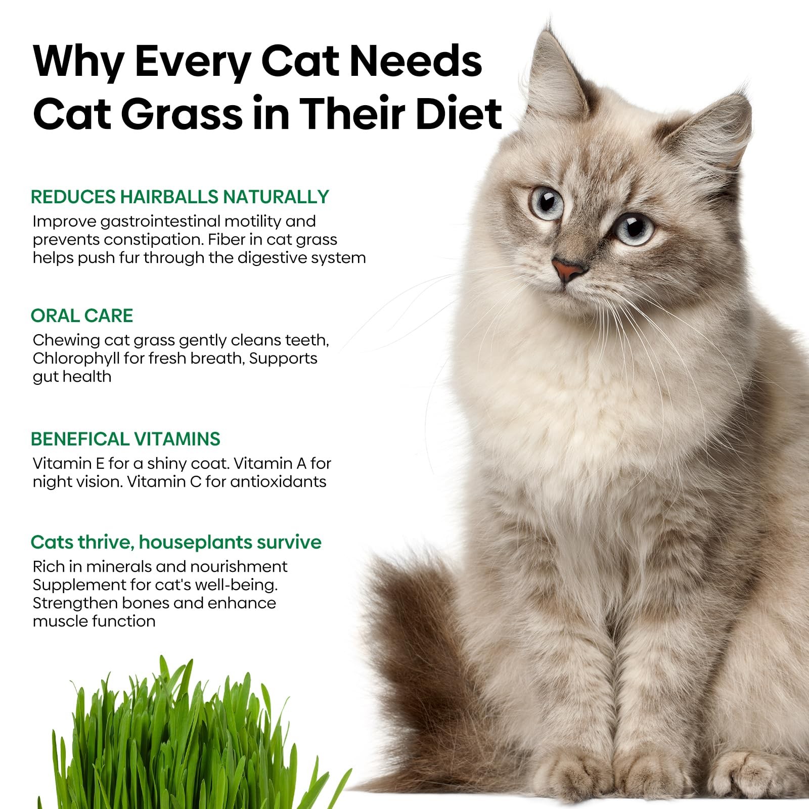 Cat Grass Seeds 8oz, Wheat & Oat Seeds Mix