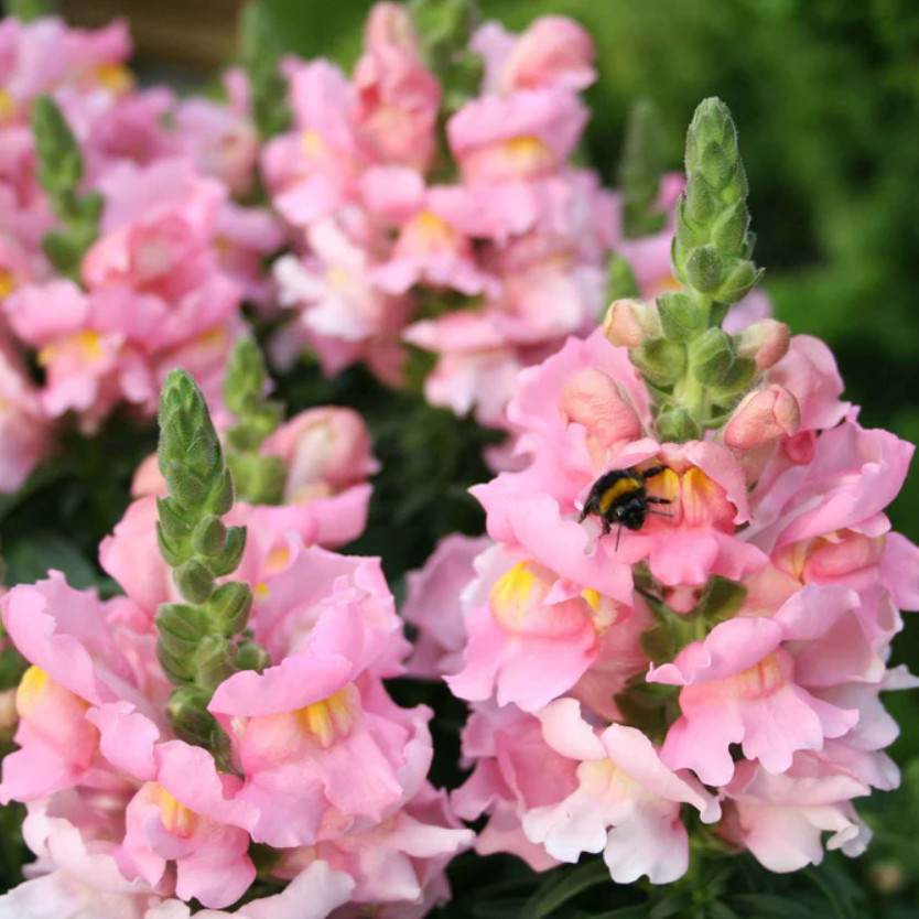Snapdragon THE ROSE Blush Pink Cut Flower Wedding Garden Vase Non-GMO 500 Seeds!