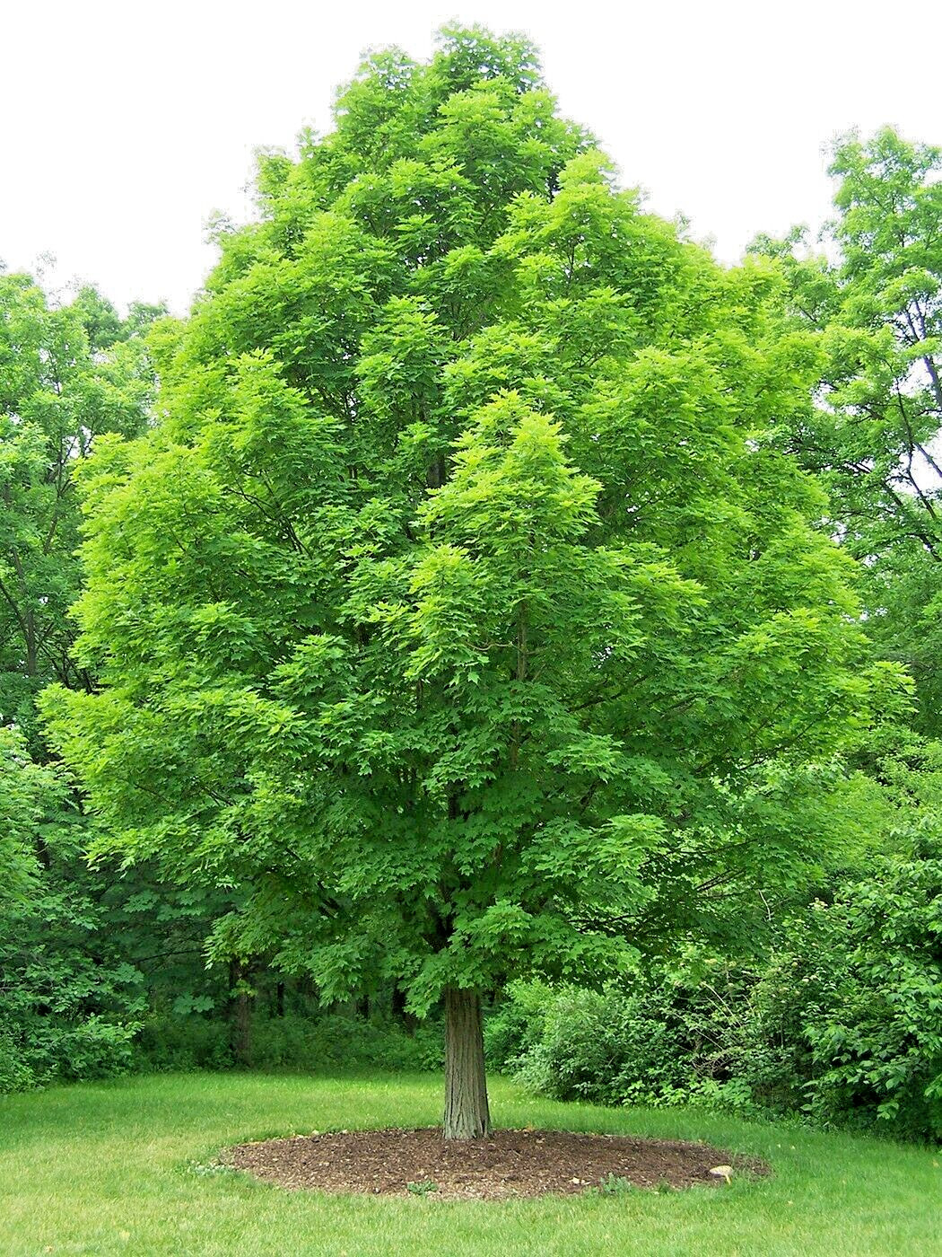Southern Sugar Maple Tree | Premium Seeds | Acer saccharum ‘Summer’ | Plants’®