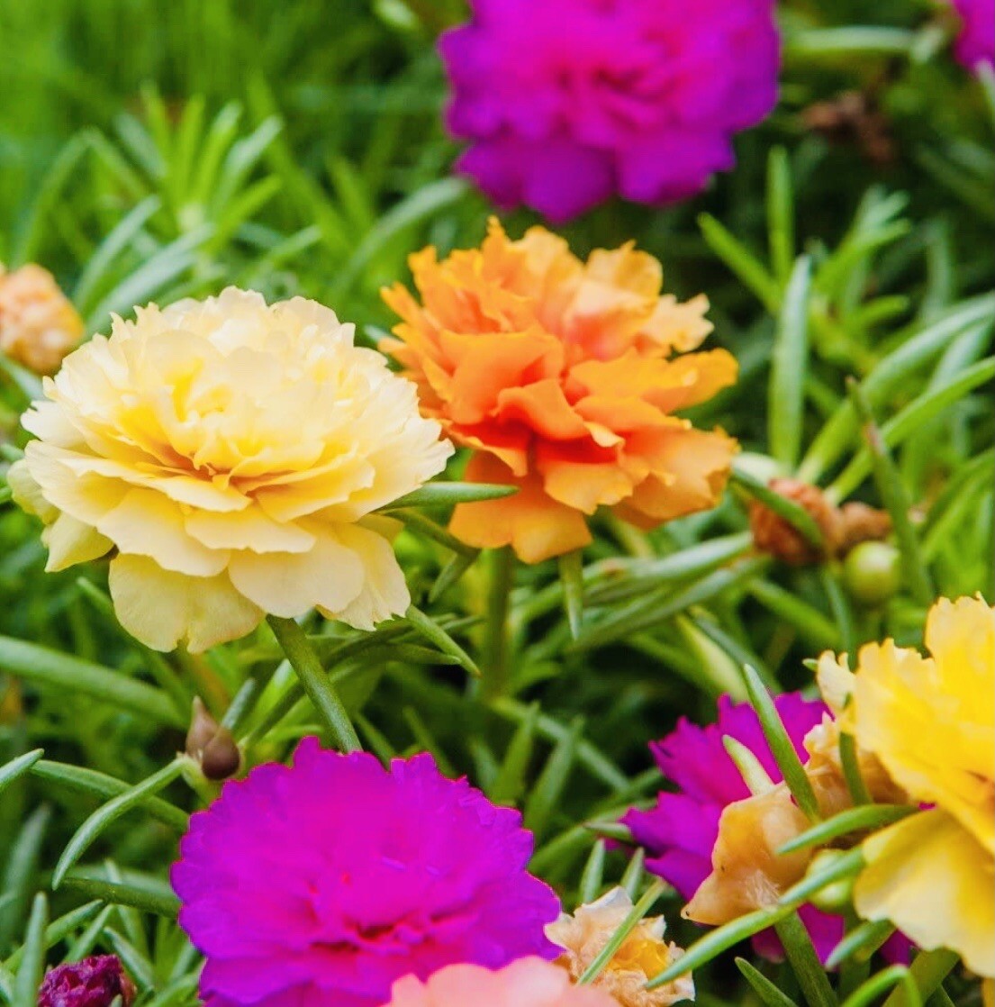 MOSS ROSE DOUBLE FLOWER MIX SEEDS OPEN POLLINATED HEIRLOOM SEEDS FRESH HARVEST