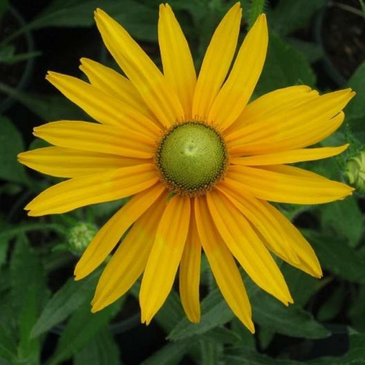Black Eyed Susan GREEN EYES Rudbeckia Green Center Rare! Non-GMO 100 Seeds