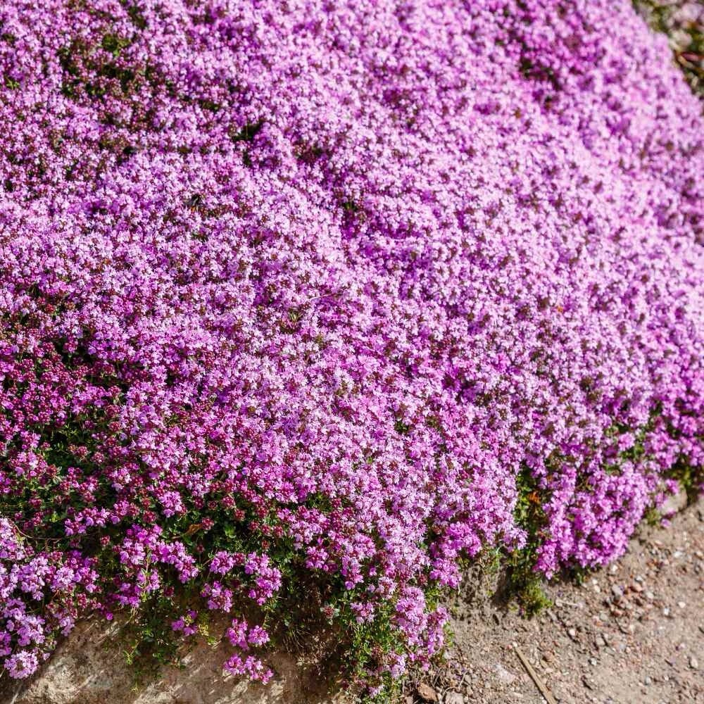 1000+ Creeping Thyme Seeds, (Thymus Serpyllum) Perennial & Purple Groundcover