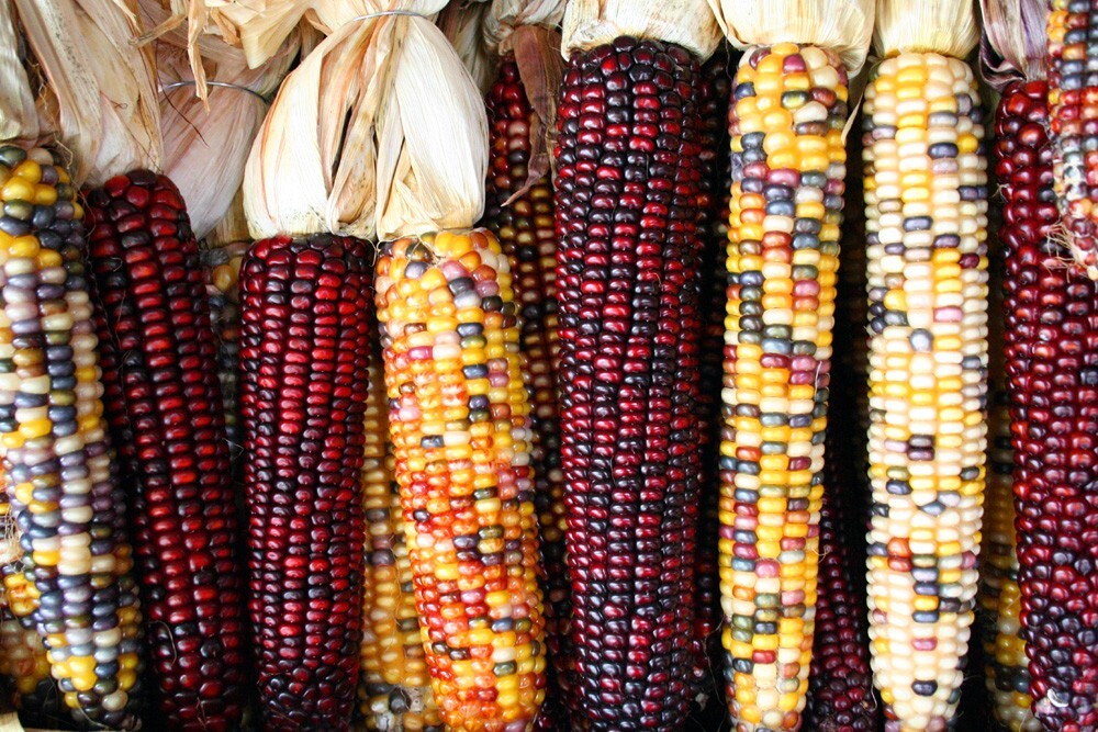 50 Treated Indian Ornamental Corn Seeds Heirloom Non-GMO USA Seller