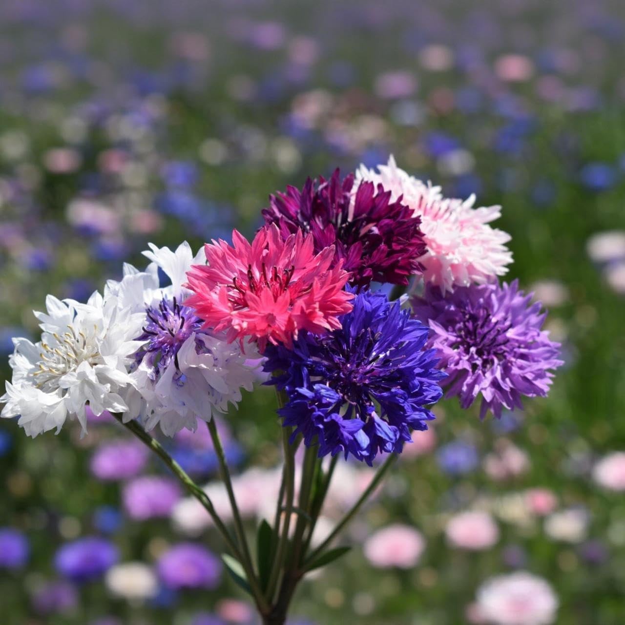 3,000 Bachelor Button Seeds for Planting – Cornflower Wildflower Seed (Centau…