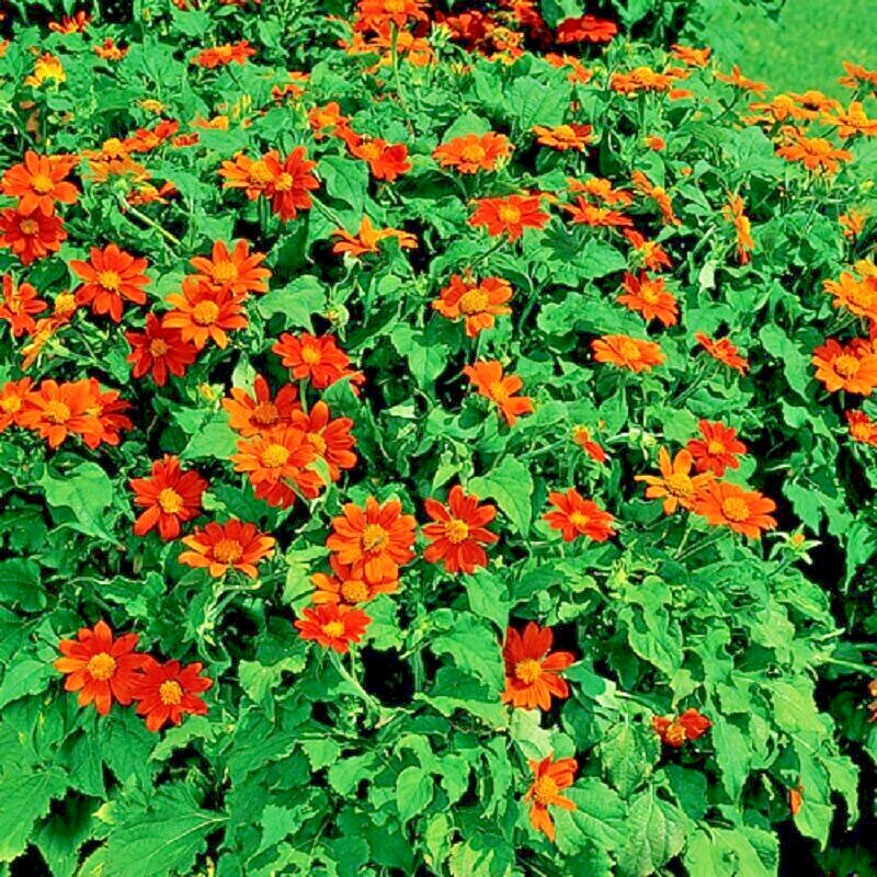 65+ Mexican Torch Orange Sunflower Seeds by my, Brooklyn Botanical Garden’sClub!