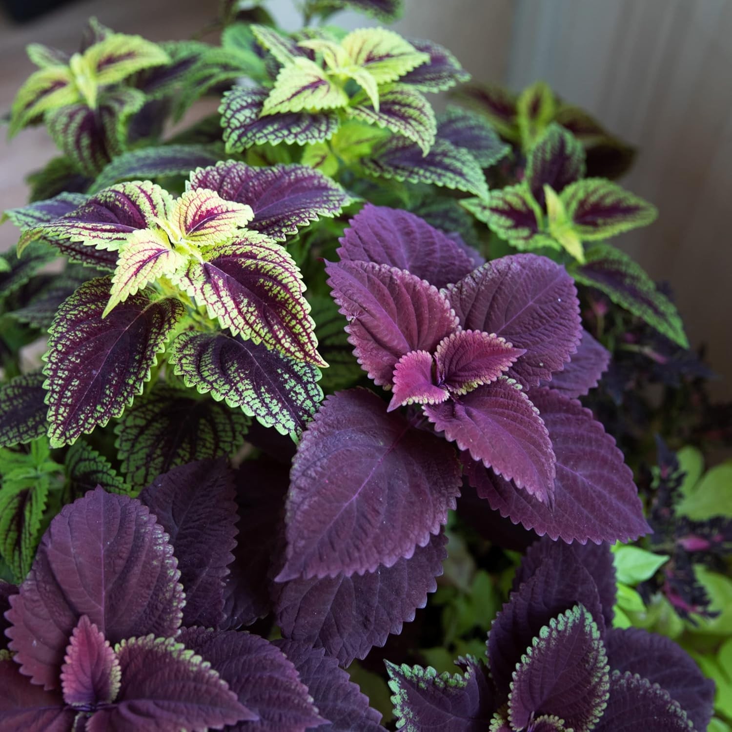 Heirloom Giant Exhibition Coleus Seeds – Classic Victorian Beauty, Pack of 20