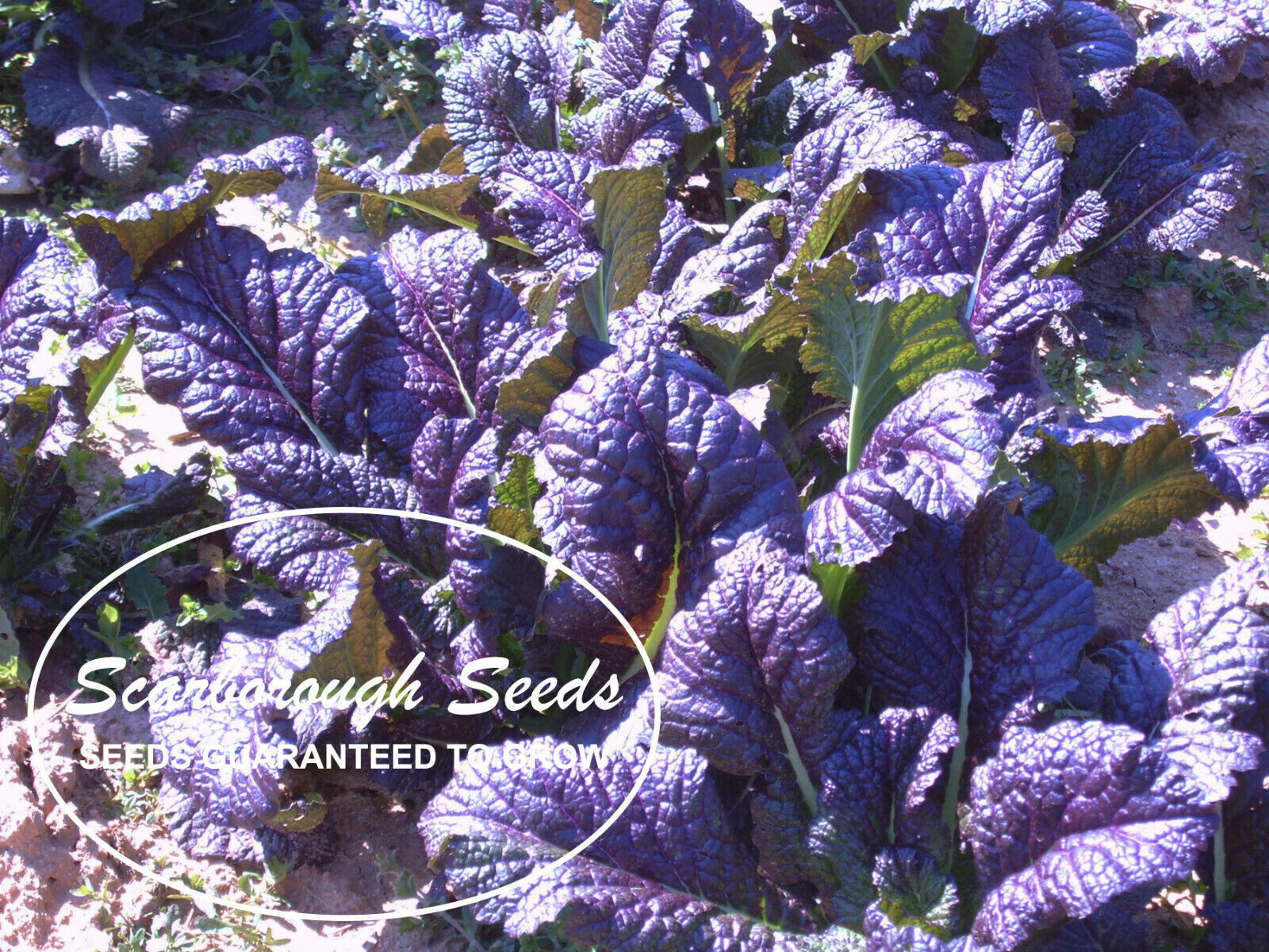 SCARBOROUGH SEEDS Osaka Purple Mustard 500 Seeds-Open Pollinated-Non GMO-USA