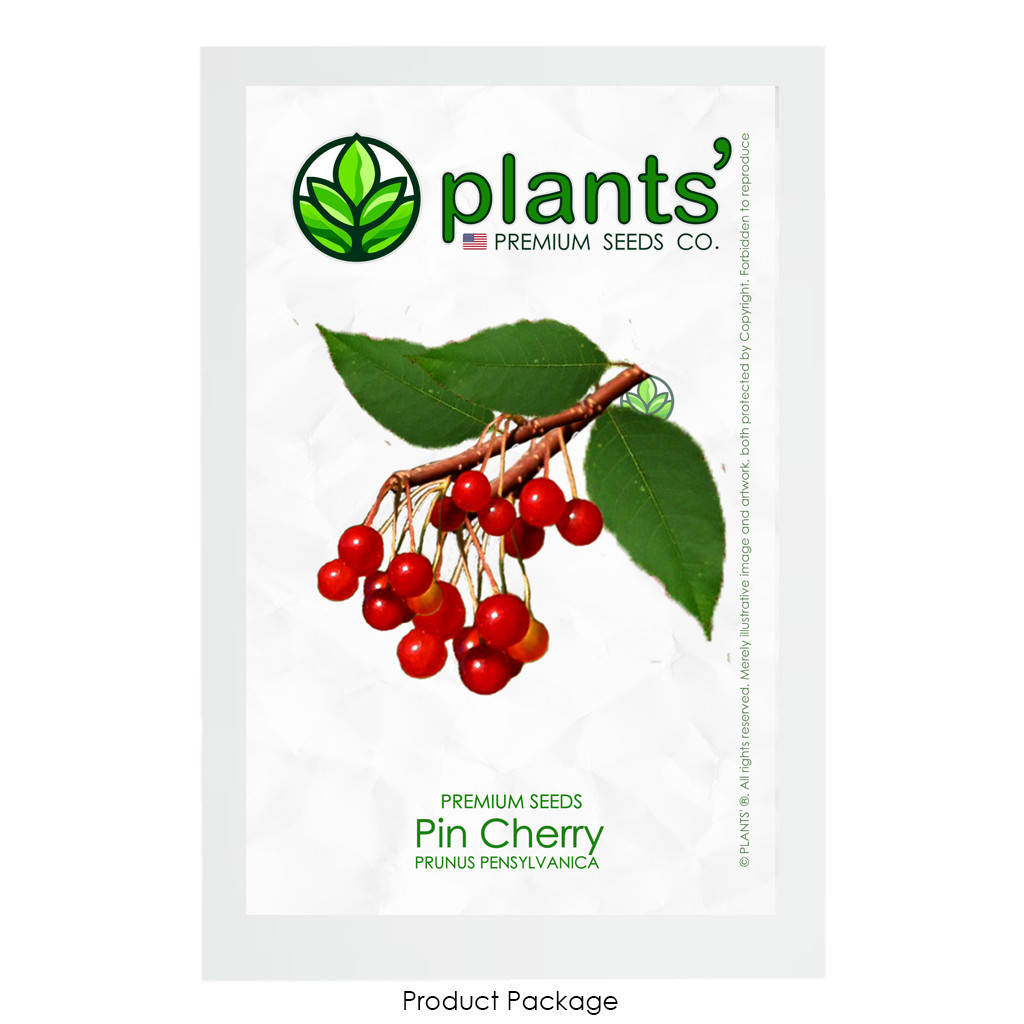 Pin Cherry | Premium Seeds | Prunus pensylvanica ‘Fruit’ | Plants’®