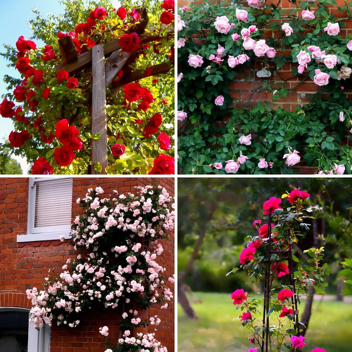 CarpetC 250+ Mixed Climbing Rose Seeds for Planting, Rosa Hybrid Rambling Vin…