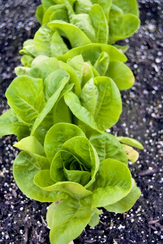 601+LITTLE GEM BUTTERHEAD Seed Leaf Lettuce Organic Spring Fall Garden Container