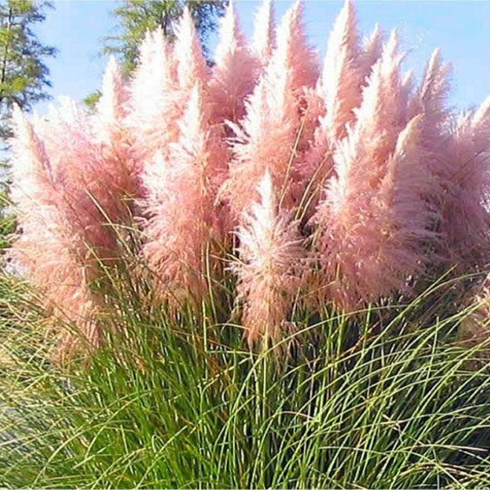 Pink Pampas Grass Seed Cortaderia Selloana Free Shipping!