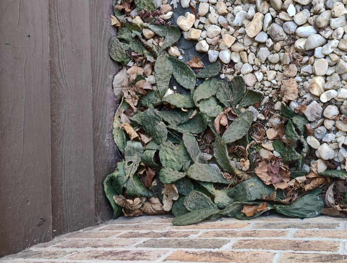 Cactus Prickly Pear Winter hardy 9 pads