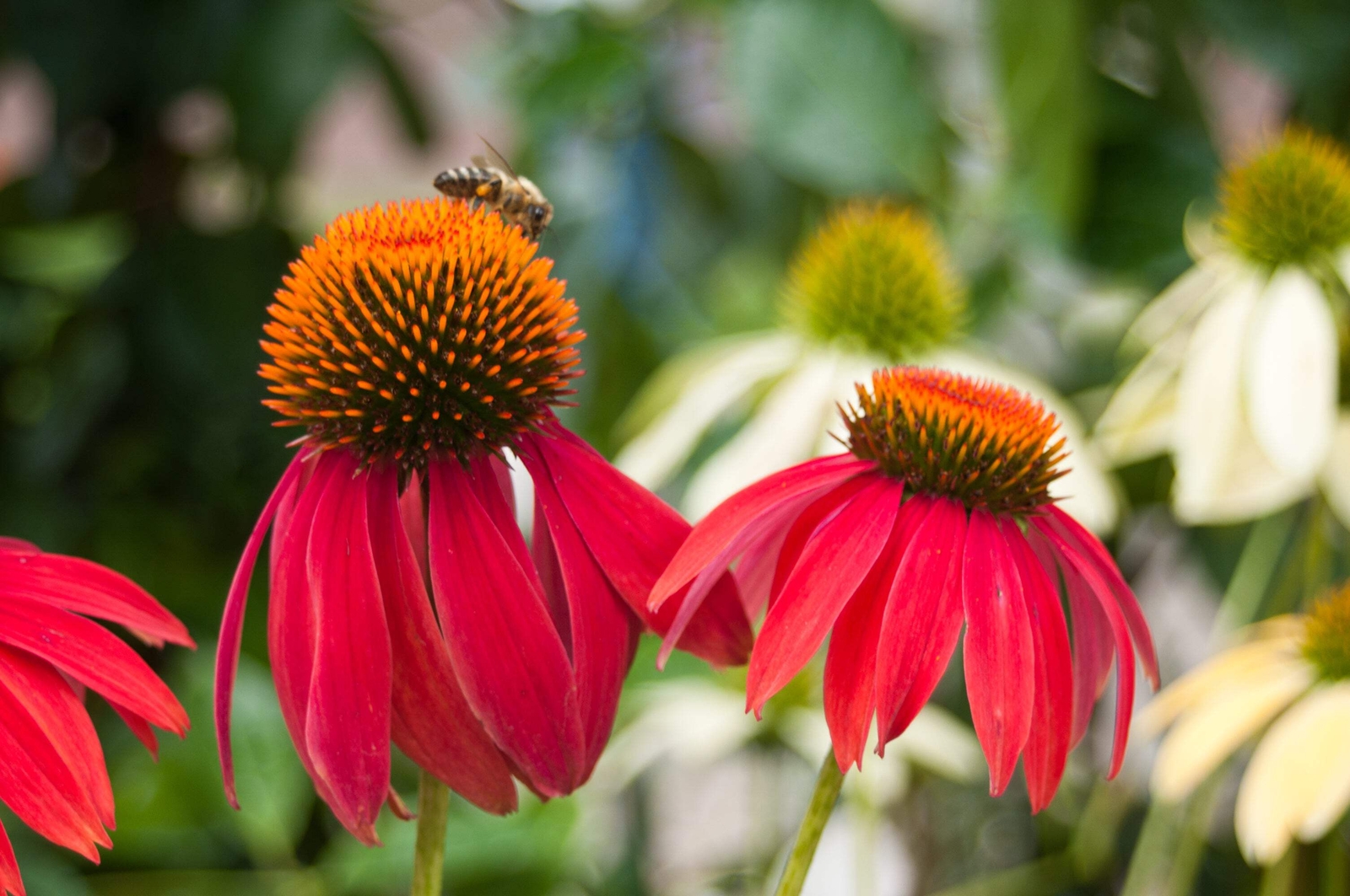 25 CHEYENNE SPIRIT CONEFLOWER Echinacea Orange Red Yellow Purp Pink Flower Seeds