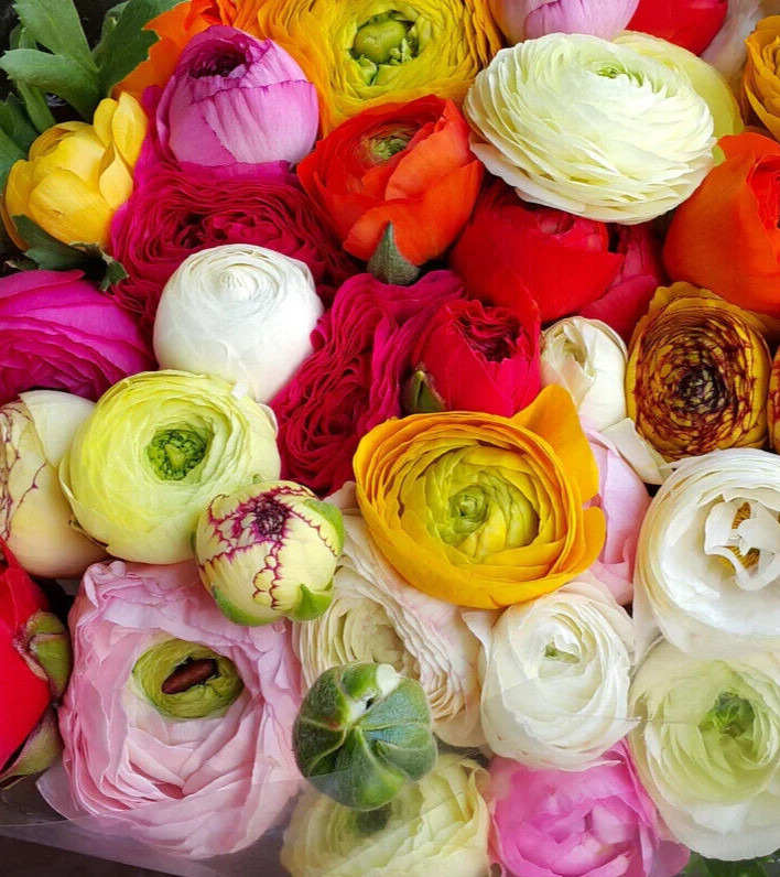 Ranunculus Flower Bulbs 25 Mix Colors Corms Peony Rose Buttercup Spring Flowers