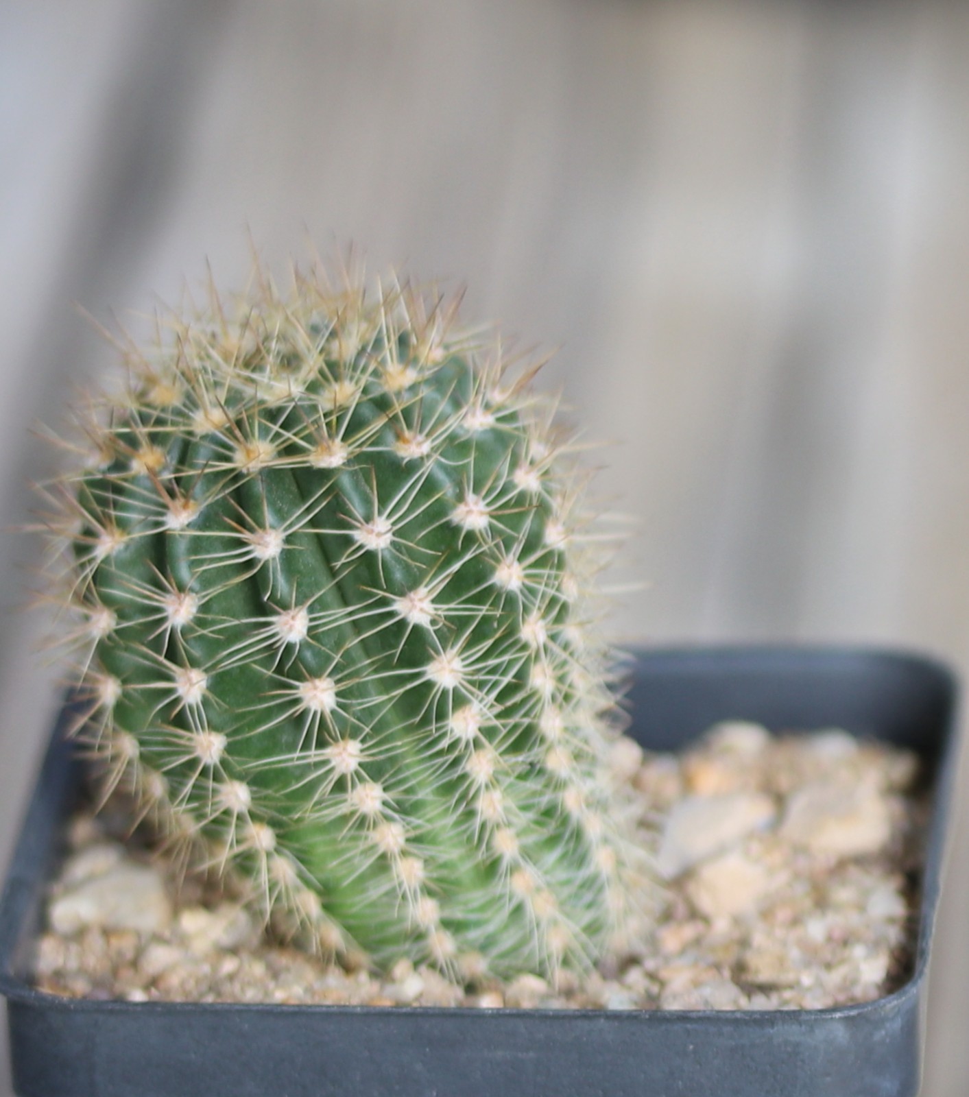 Echinopsis hybrid ‘Windigo’