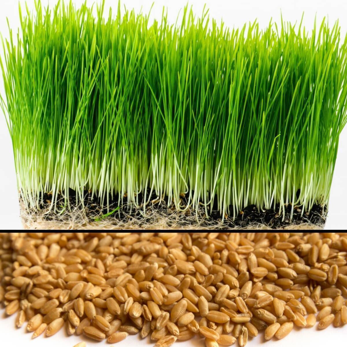 [ WHOLESALE ] Wheat Grass Seed- Guaranteed to Grow, Pets Friendly (USDA Organic)