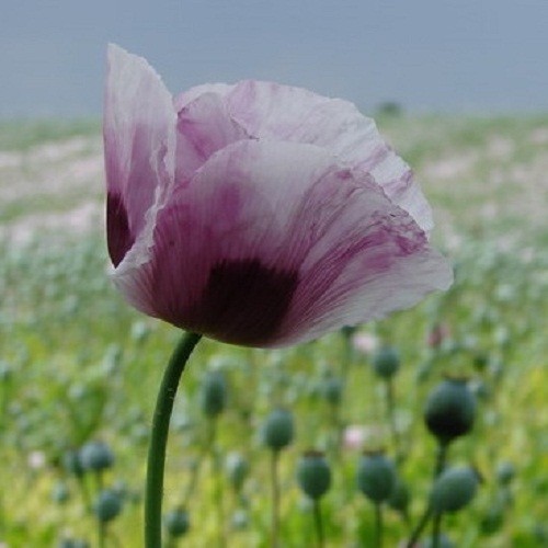 20,000+ Untreated, Organic Tasmanian Papever Somniferum Poppy Seeds for Planting