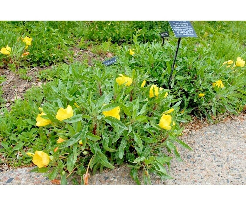 200+Dwarf MISSOURI EVENING PRIMROSE Flower Seeds Drought Groundcover Container