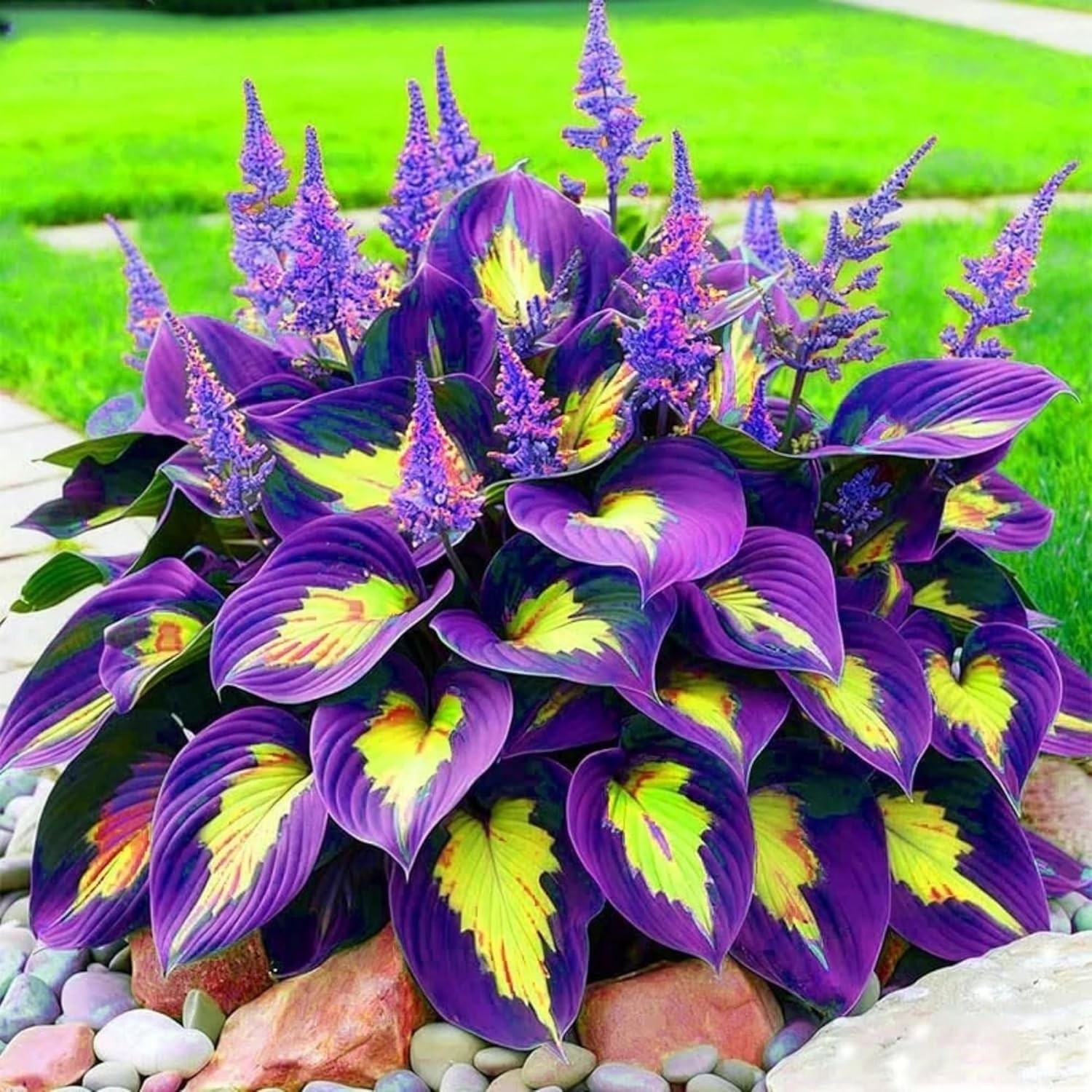 Attract Pollinators with 290+ Low Maintenance Hosta Seeds – Perfect for Gardens