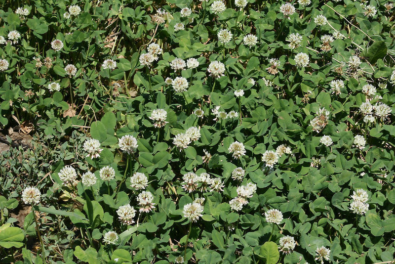 White “Ladino” Clover Seed. Feed Bees, Food Plots, Non GMO. Pasture Forage!
